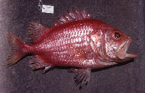 Image of Ostichthys japonicus (Japanese soldierfish)