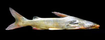 Image of Osteogeneiosus militaris (Soldier catfish)