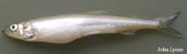 To FishBase images (<i>Osmerus mordax mordax</i>, USA, by Lyons, J.)