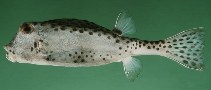 Image of Rhynchostracion nasus (Shortnose boxfish)