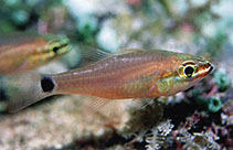 Image of Ostorhinchus ocellicaudus (Tail-eye cardinalfish)
