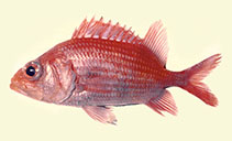 To FishBase images (<i>Ostichthys ovaloculus</i>, Tahiti, by Wrobel, L.)