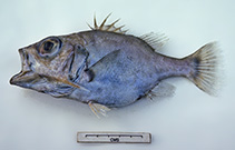 To FishBase images (<i>Ostracoberyx paxtoni</i>, Australia, by Graham, K.)