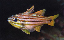 To FishBase images (<i>Ostorhinchus schlegeli</i>, Indonesia, by Allen, G.R.)