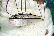 To FishBase images (<i>Ostorhinchus septemstriatus</i>, Philippines, by Greenfield, J.)