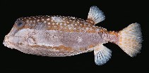 To FishBase images (<i>Ostracion whitleyi</i>, Hawaii, by Randall, J.E.)