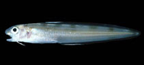 Image of Otophidium indefatigabile (Bighead cusk eel)