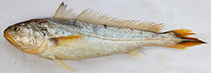 To FishBase images (<i>Otolithoides pama</i>, Bangladesh, by Hasan, M.E.)