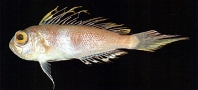 To FishBase images (<i>Owstonia tosaensis</i>, Chinese Taipei, by Shao, K.T.)