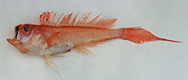 To FishBase images (<i>Owstonia nudibucca</i>, Indonesia, by Gloerfelt-Tarp, T.)
