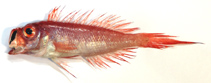 To FishBase images (<i>Owstonia weberi</i>, Mozambique, by Alvheim, O./Institute of Marine Research (IMR))