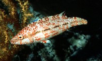 Image of Oxycheilinus arenatus (Speckled maori wrasse)