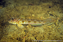 To FishBase images (<i>Oxyurichthys auchenolepis</i>, Hong Kong, by Eric Keung@114°E Hong Kong Reef Fish Survey)
