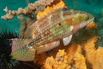 To FishBase images (<i>Oxycheilinus bimaculatus</i>, Indonesia, by Cox, C.D.)