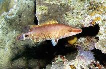 To FishBase images (<i>Oxycheilinus celebicus</i>, Papua New Guinea, by Patzner, R.)