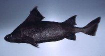 To FishBase images (<i>Oxynotus centrina</i>, Italy, by Costa, F.)