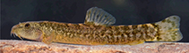 Image of Oxynoemacheilus chomanicus 