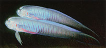 To FishBase images (<i>Oxymetopon cyanoctenosum</i>, Indonesia, by Kuiter, R.H.)