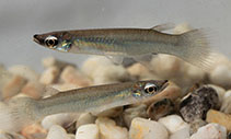 To FishBase images (<i>Oxyzygonectes dovii</i>, Panama, by Schöffmann, J.)