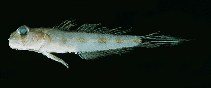 To FishBase images (<i>Oxyurichthys heisei</i>, Hawaii, by Randall, J.E.)