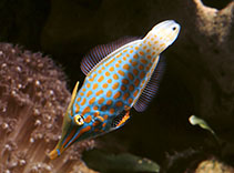 Image of Oxymonacanthus longirostris (Harlequin filefish)