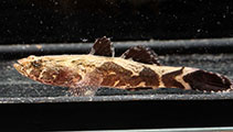 To FishBase images (<i>Oxyeleotris marmorata</i>, Cambodia, by Grimm, M.)
