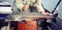 Image of Oxydoras niger (Ripsaw catfish)