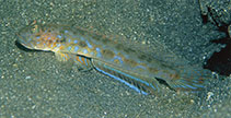 To FishBase images (<i>Oxyurichthys notonema</i>, Indonesia, by Kuiter, R.H.)
