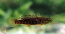 To FishBase images (<i>Oxyeleotris nullipora</i>, Australia, by Aland, G.)