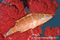 To FishBase images (<i>Oxycheilinus orientalis</i>, Papua New Guinea, by Honeycutt, K.)