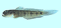 To FishBase images (<i>Oxyurichthys papuensis</i>, Palau, by Winterbottom, R.)