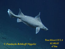To FishBase images (<i>Oxynotus paradoxus</i>, Azores Is., by Funda��o Rebikoff-Niggeler)