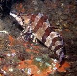 To FishBase images (<i>Oxylebius pictus</i>, Canada, by Wirtz, P.)