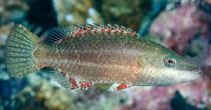 To FishBase images (<i>Oxycheilinus digramma</i>, Maldives, by Greenfield, J.)