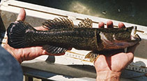 To FishBase images (<i>Oxyeleotris selheimi</i>, Australia, by Aland, G.)