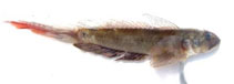 To FishBase images (<i>Oxyurichthys tentacularis</i>, Madagascar, by Ravelomanana, T.)