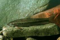 To FishBase images (<i>Paracrossochilus acerus</i>, Malaysia, by Martin-Smith, K.)