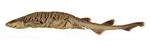 To FishBase images (<i>Parmaturus albimarginatus</i>, New Caledonia, by Séret, B./Last, P.R.)