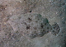 To FishBase images (<i>Paralichthys albigutta</i>, USA, by Cox, C.D.)