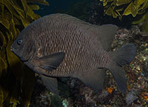 To FishBase images (<i>Parma alboscapularis</i>, New Zealand, by Caiger, P.)
