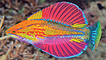 To FishBase images (<i>Paracheilinus alfiani</i>, Indonesia, by DeLoach, N.)