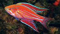 To FishBase images (<i>Paracheilinus angulatus</i>, Philippines, by Allen, G.R.)
