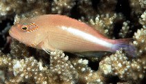 To FishBase images (<i>Paracirrhites arcatus</i>, Seychelles, by Randall, J.E.)