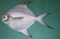 To FishBase images (<i>Pampus argenteus</i>, Kuwait, by Randall, J.E.)
