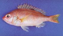 To FishBase images (<i>Parascolopsis aspinosa</i>, Oman, by Hermosa, Jr., G.V.)