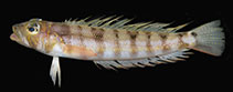 To FishBase images (<i>Parapercis atlantica</i>, Cape Verde, by Alvheim, O./Institute of Marine Research (IMR)/EAF Nansen Programme)