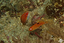 To FishBase images (<i>Paracheilinus attenuatus</i>, Tanzania, by Sutton, A.)