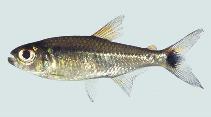 To FishBase images (<i>Parapristella aubynei</i>, Guyana, by Holm, E.)