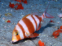 Image of Pagrus auriga (Redbanded seabream)