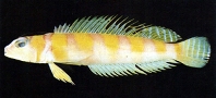 Image of Parapercis aurantiaca 